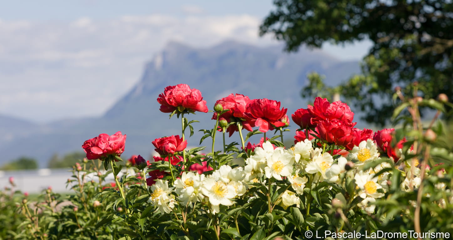 les pivoines Riviére dans la Drôme , une des plus belles collections de France